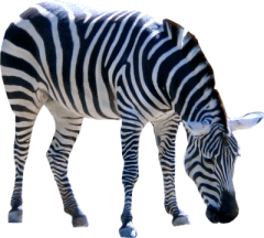 Zebra PNG image-8970